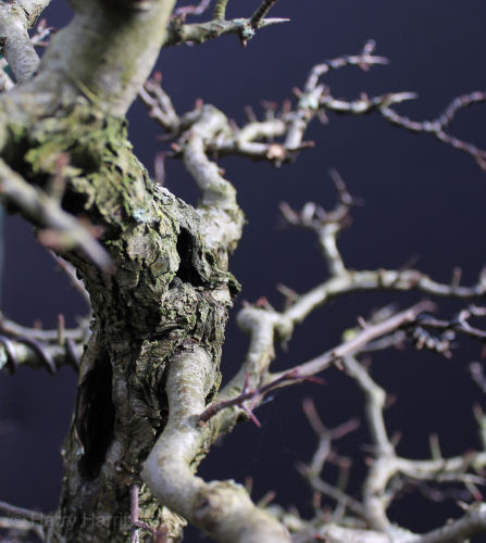 hawthorn bonsai